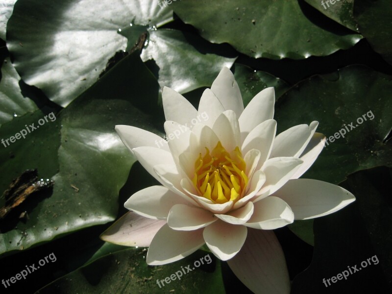 Lotus Plant Pond Flower Lily