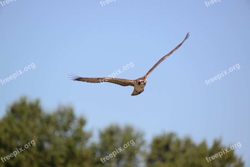 Bird Nature Sky Wildlife Flight