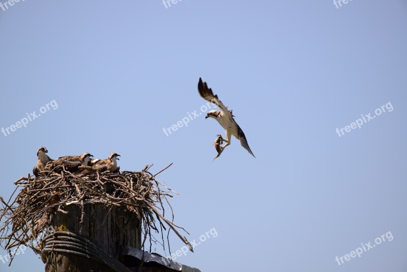 Bird Sky Outdoors Nature Wildlife