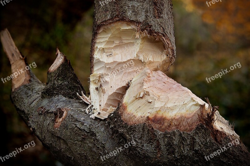 Trunk Gnaw Beaver Tree Wood