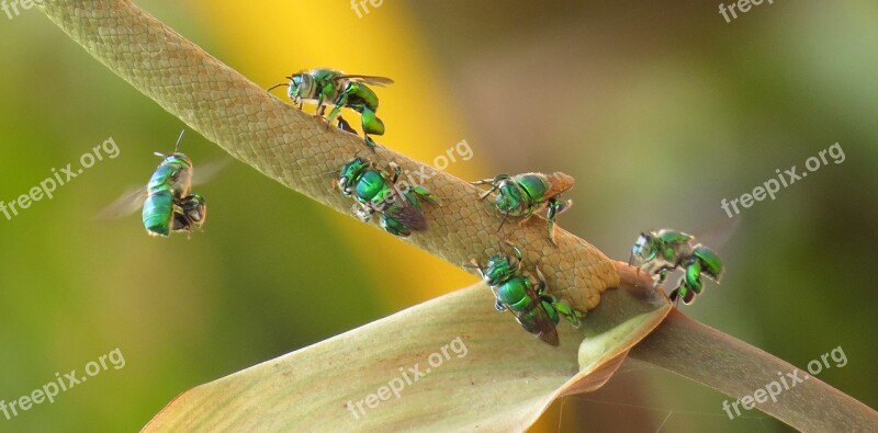 Insect Nature Wild Life Animalia Colombia