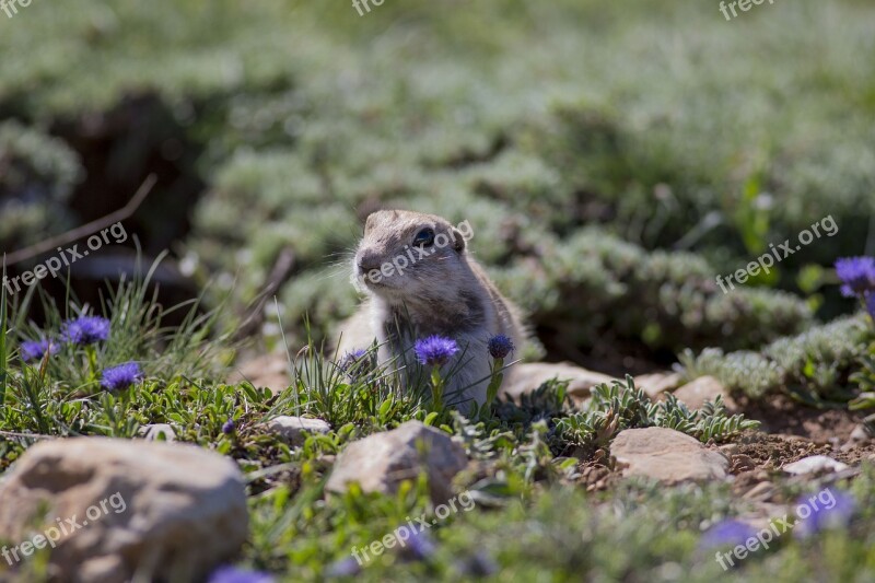 Nature Outdoors Grass Wild Little