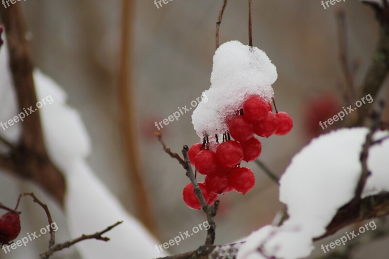 Winter No One Nature Outdoors Fruit