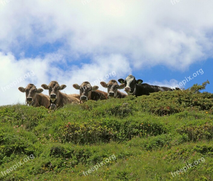 Cows Alp Curious Summer Pasture