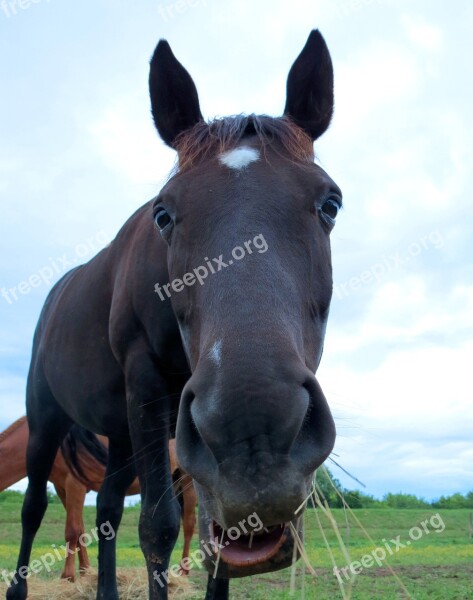 Horse Black Grazing Eating Portrait