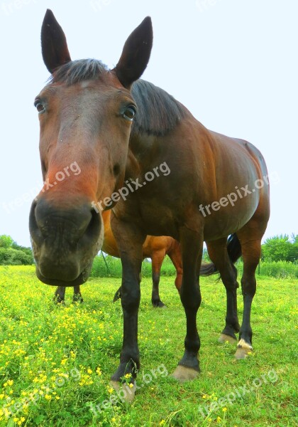 Horse Equine Reaching Horses Pasture