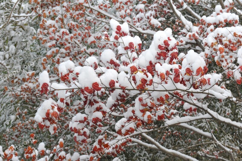 Season Winter Maple Snow Nature