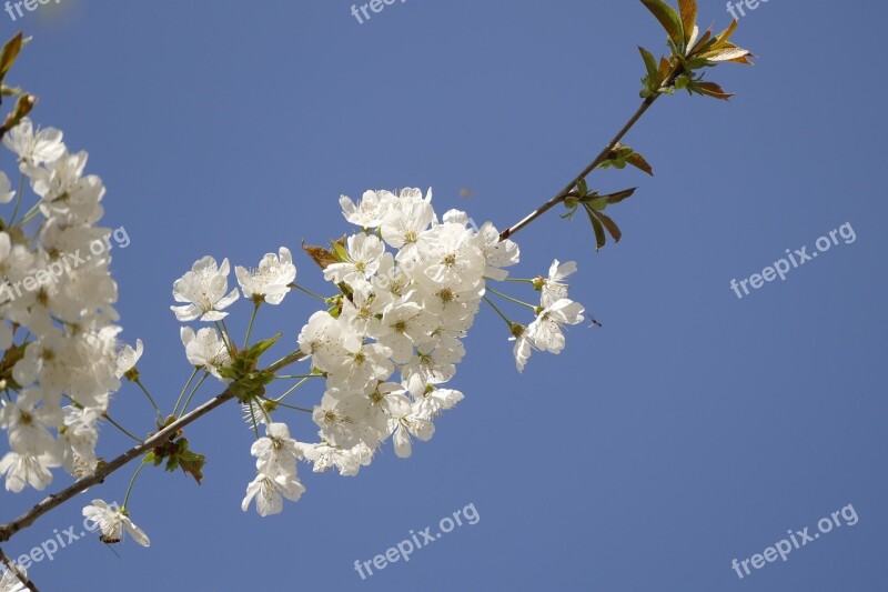 Flower Branch Nature Plant Tree