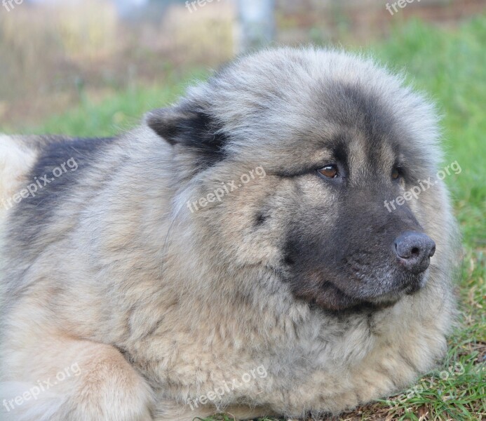 Dog Dog Eurasier Canine Female Mammal