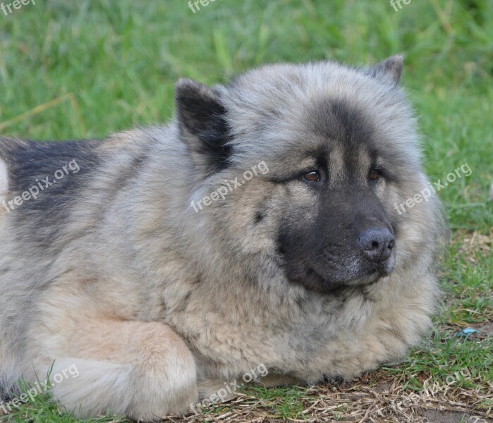 Dog Dog Eurasier Dog Bed Female Canine Brown Eyes