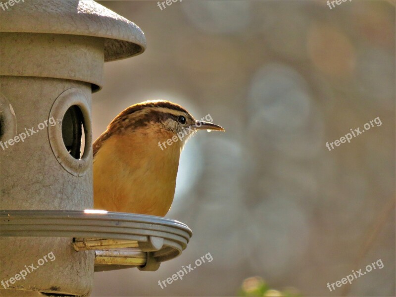 Bird Nature Outdoors Wildlife Cute