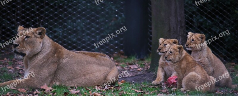 Lion Mom Baby Meat Eating