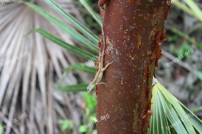 Jungle Lizard Reptile Nature Wildlife