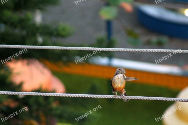 Wise-orange Blossom Bird Brazilian Observation Thrush