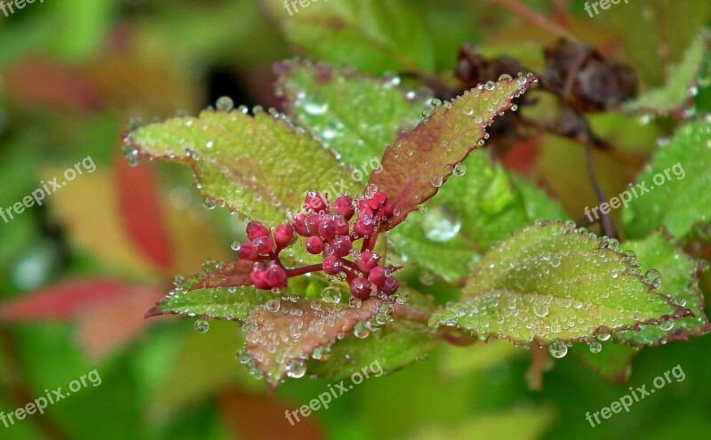 Pęcherznica Plant Bush The Buds Summer