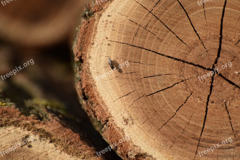 Sunshine Fly Wood Nature Spring