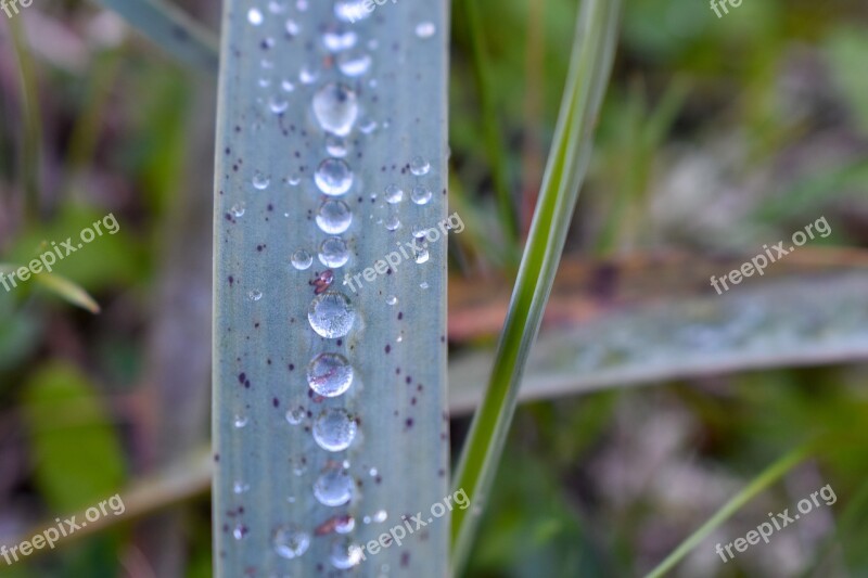 Formentera Green Water Drops Plant