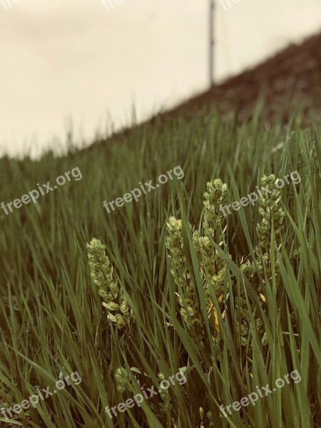 Sky Green Field Nature Summer