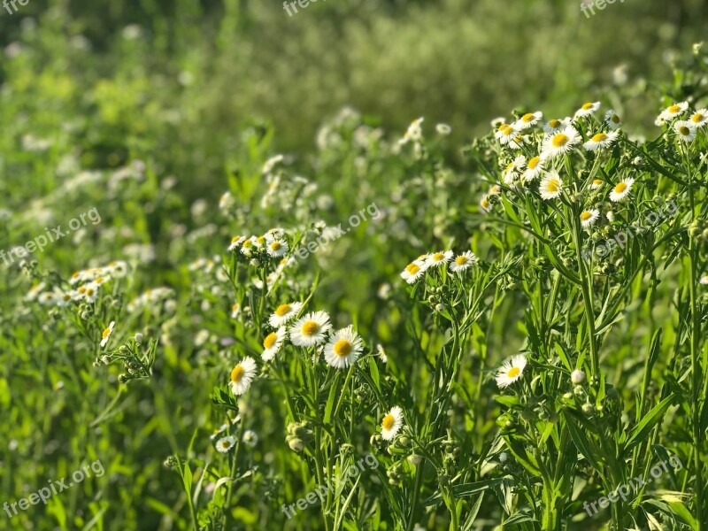 Wild Grass Green Nature Spring Plants