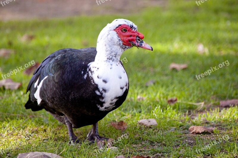 Bird Muscovy Duck Cairina Moschata Animals Free Photos