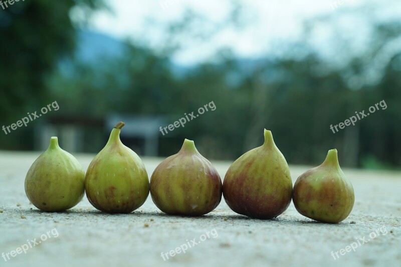 Figs Tropical Figs Agriculture Supermarket Goods Free Photos