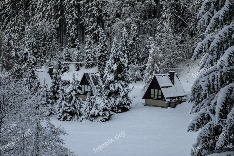 Winter Snow Pine Forest Free Photos