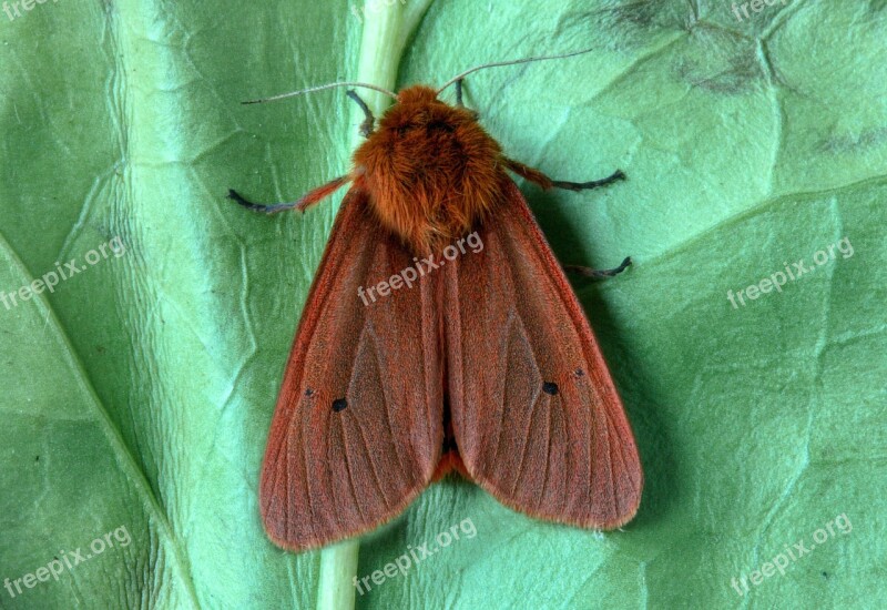 Ruby Tiger Moth Macro Insect Lepidoptera