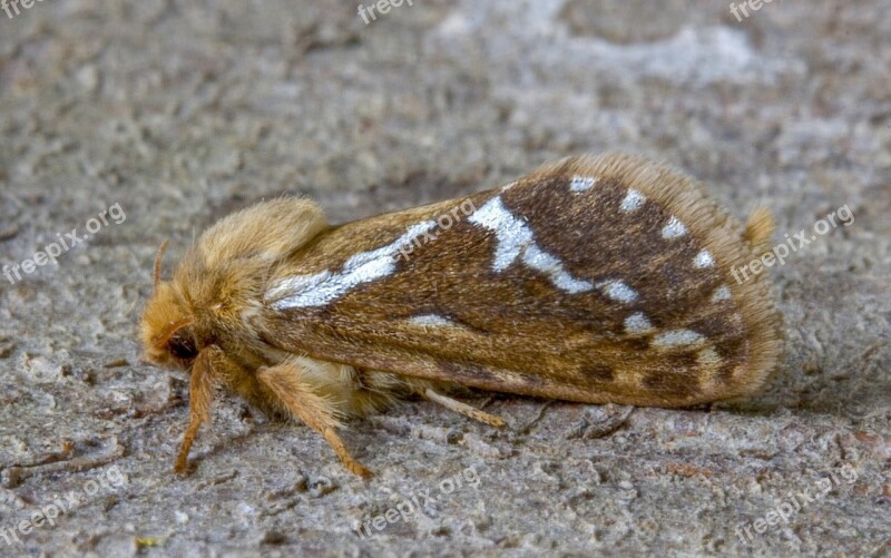 Common Swift Moth Macro Insect Lepidoptera