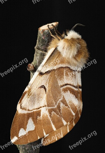 Kentish Glory Moth Macro Insect Lepidoptera