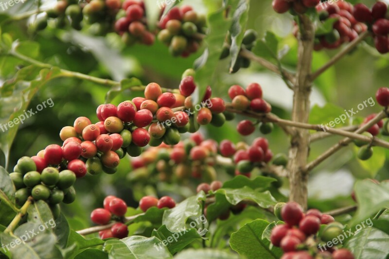 Coffee Caffeine Drink Aroma Plantation