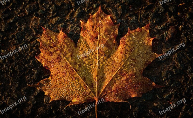 Maple Leaf Autumn Morgentau Dewdrop Wet