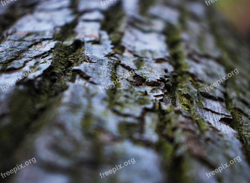 Moss Tree Plant Leaf Vegetation