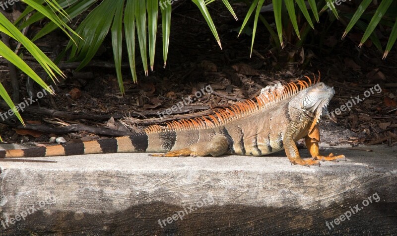 Iguana Spiny Tailed Reptile Lizard