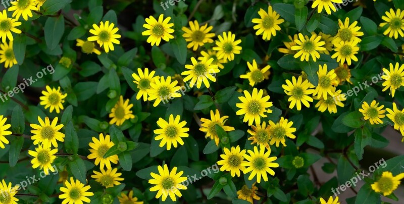 Daisies Flower Yellow Bright Daisy