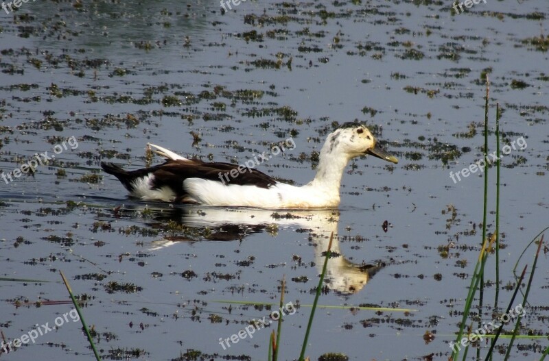 Duck Bird Knob-billed Duck Female Sarkidiornis Melanotos