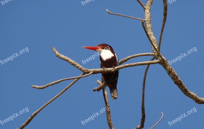 Bird Kingfisher White-throated Kingfisher Halcyon Smyrnensis White-breasted Kingfisher