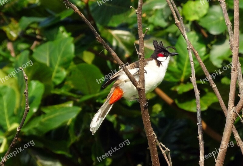 Bird Red-whiskered Bulbul Pycnonotus Jocosus Bulbul Sipahi Bulbul