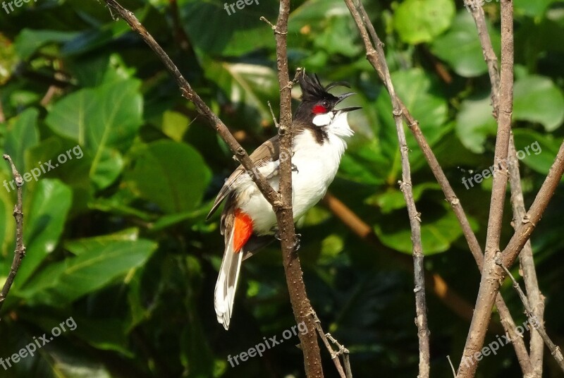 Bird Red-whiskered Bulbul Pycnonotus Jocosus Bulbul Sipahi Bulbul