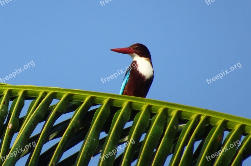 Bird Kingfisher White-throated Kingfisher Halcyon Smyrnensis White-breasted Kingfisher