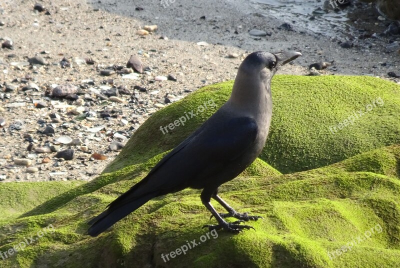 Bird Crow House Crow Corvus Splendens Indian