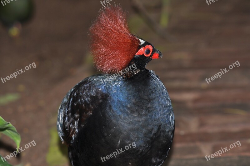 Forest Partridge Exotic Pheasant Free Photos