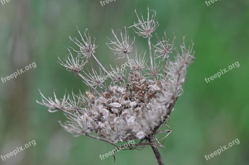 Seed Overblown Nature Spread Outdoor