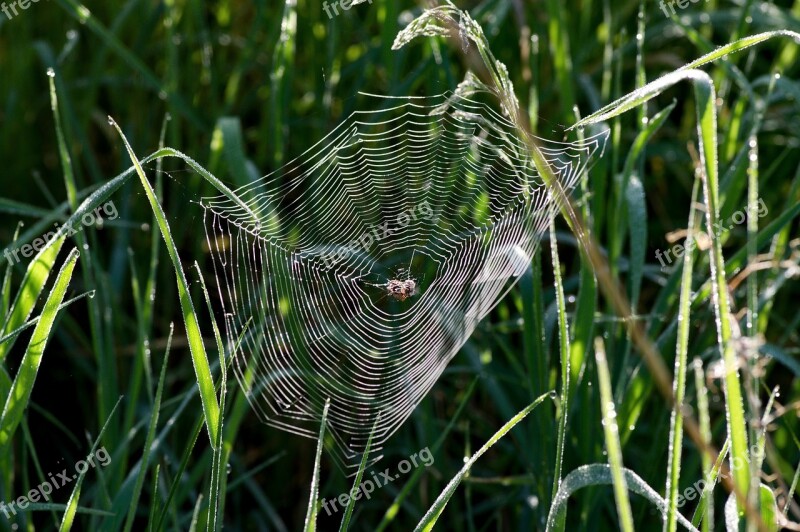 Web In The Grass At Dawn Free Photos