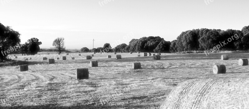 Hay Bale Farm Morning Agriculture Hay