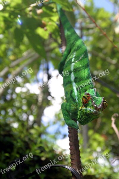 Nature Meeting Animal Chameleon Garden