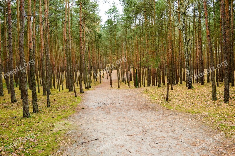 Forest Tree The Path Autumn Free Photos