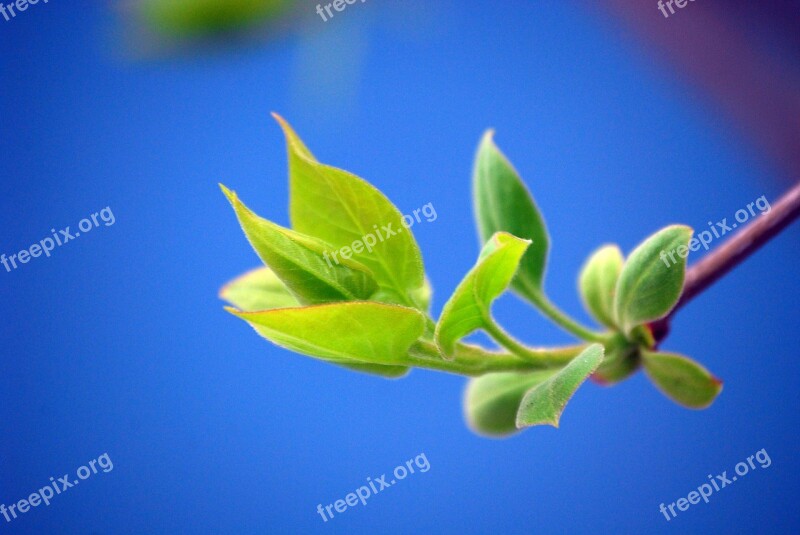 Bud Blue Green Spring Nature