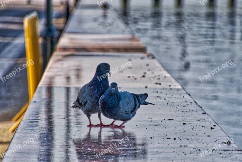 Portugal Alcochete Pigeons Romantic Love