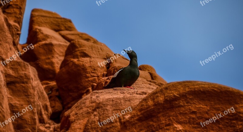 Cliff Bird Pierre Side Black Guillemots