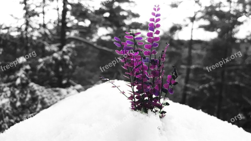 Snow Purple Winter Nature Forest